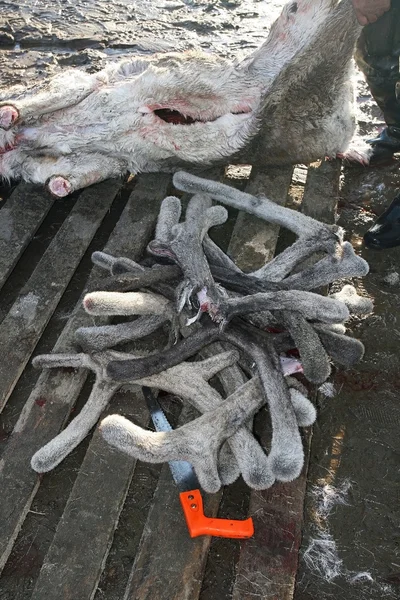 Velvet antlers of the reindeer. Spring hunting of caribou Панты, рога оленя — Stock Photo, Image