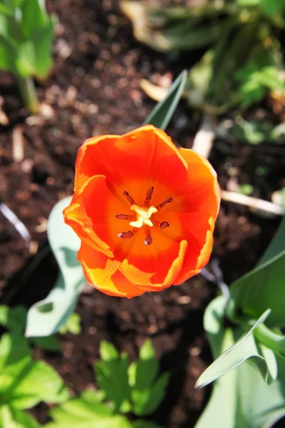 Tulip kwiat czerwony, top view. — Zdjęcie stockowe