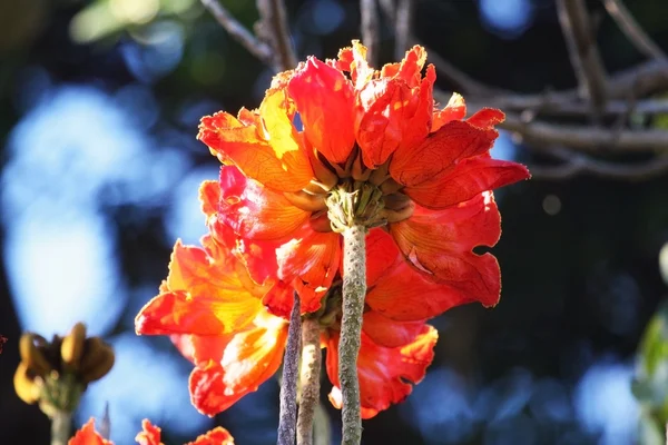 Rode bloem bloemen boom in Kaapstad, — Stockfoto