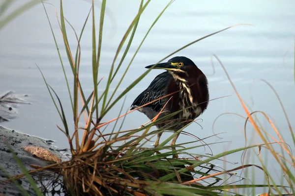 Heron black-crowned night Heron in the water hunting. Цапля — Stock Photo, Image