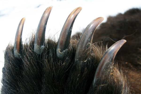 Claws on the front paw of the Kamchatka bear. Когти на лапе медведя