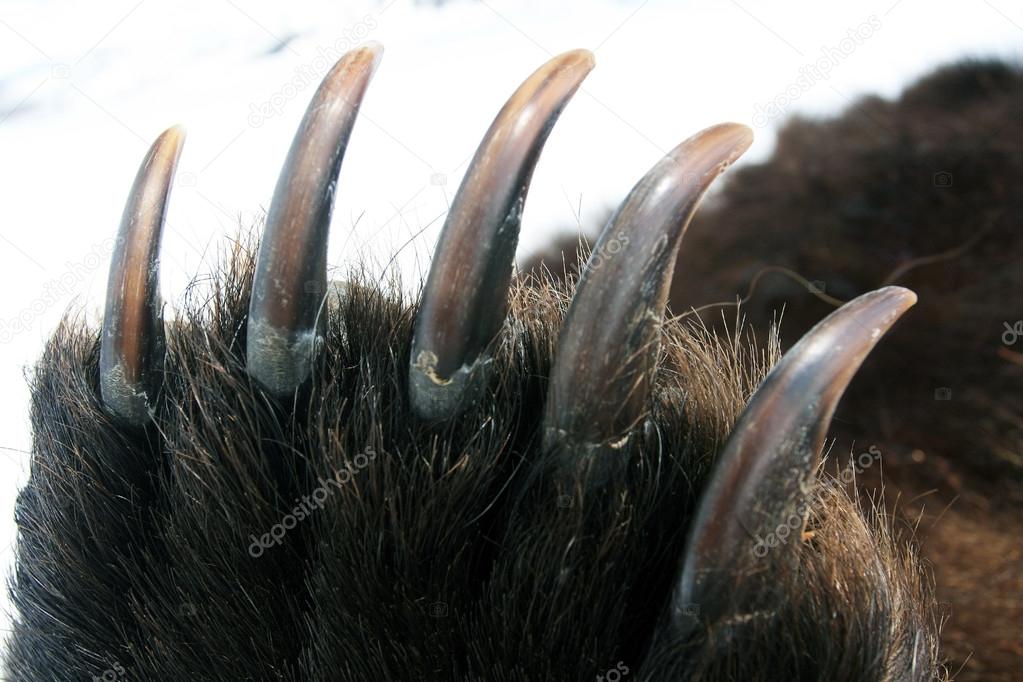 Claws on the front paw of the Kamchatka bear. Когти на лапе медведя