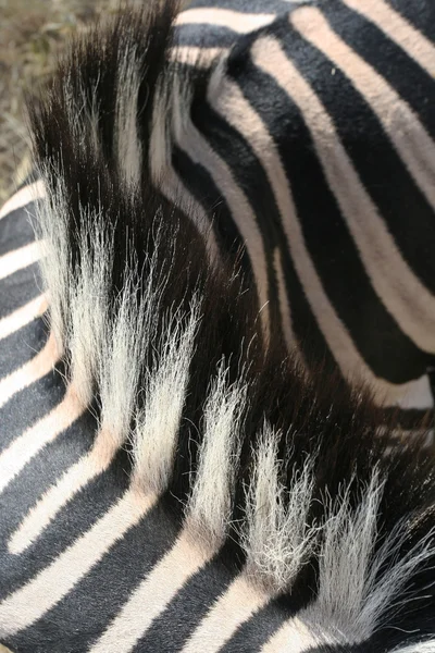 Vahşi bir zebra üzerinde Zebra Afrika, siyah ve beyaz çizgili deri ve yelesi