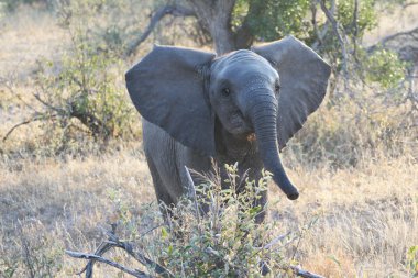 Little surprised the baby elephant with open ears, Маленький слоненок, рассерженный слон