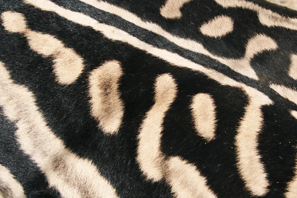 Skin of a Zebra African, black and white stripes on a wild Zebra, Шкура зебры, — Stok fotoğraf