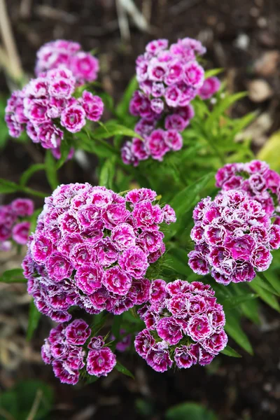 Blommande nejlika dressing över grönt bladverk och jord — Stockfoto