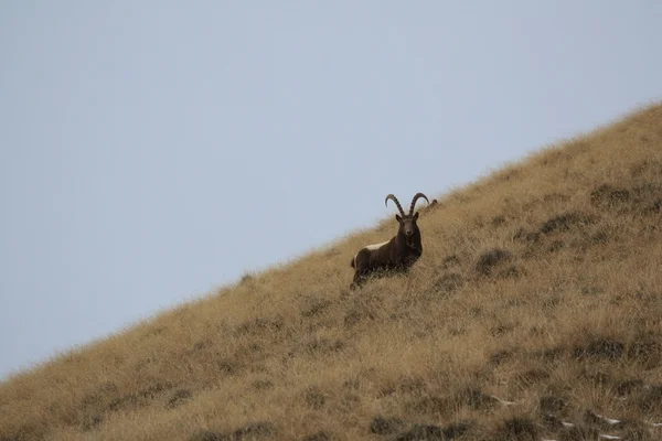 Ibex. Goat Mid-Asian on a grassy slope is, Capricorn, Козерог, козел — Stock Photo, Image