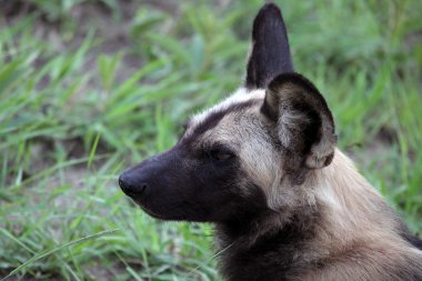 The African wild dog's head. Reserve Kruger Park, South Africa, Гиеновая собака африканская дикая
