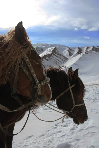눈 산에서 말입니다. 말의 머리. — 스톡 사진