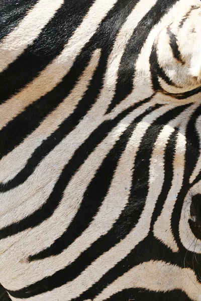 Die Haut eines Zebras. schwarze und weiße Streifen des afrikanischen Zebras. Das ist nicht der Fall. — Stockfoto