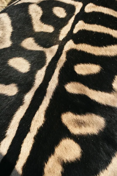 Siyah ve beyaz renk bir Zebra arkasında. Vahşi Afrika atları şekil derileri. Doku kamuflaj??? ?????
