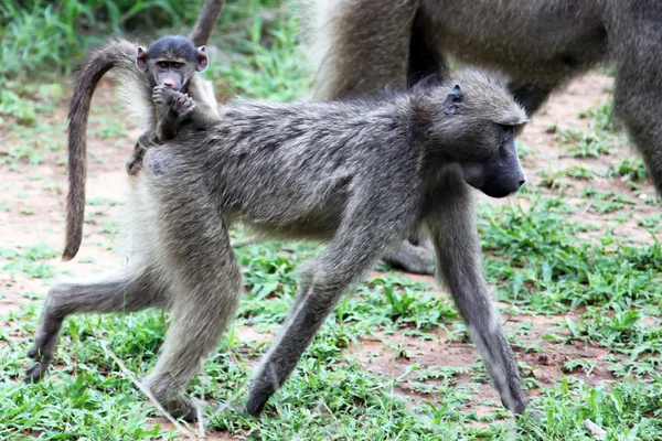 El babuino hembra se mueve con el cachorro en la espalda. La hembra Primado en movimiento con un bebé pequeño, jalá, ¿qué pasa?, ¿qué pasa?, ¿qué pasa? , — Foto de Stock