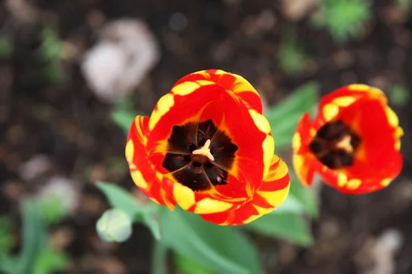 Цветок растущий красный Тюльпан на фоне почвы — стоковое фото