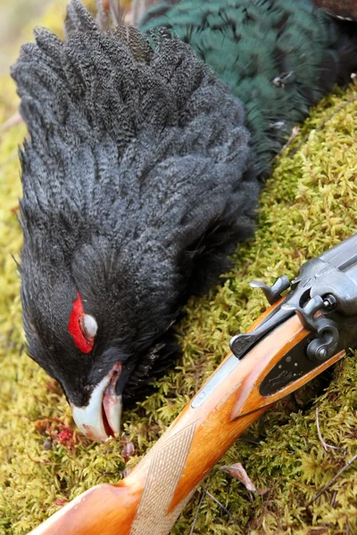 Capercaillie - hunting trophy and gun on the background of moss. Трофей глухаря с ружьем — Stok fotoğraf
