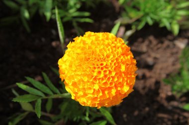 Çiçek Tagetes (kadife çiçeği), arka plan topraklarında sarı. Çiçek açan Tagetes,