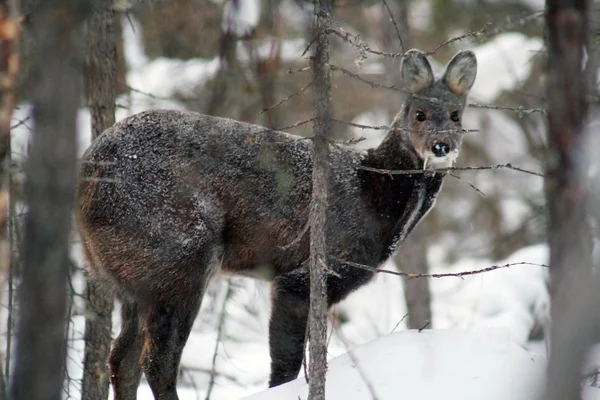 The Siberian musk deer in the forest. Small deer with large fangs, Кабарга сибирская — Stock Fotó