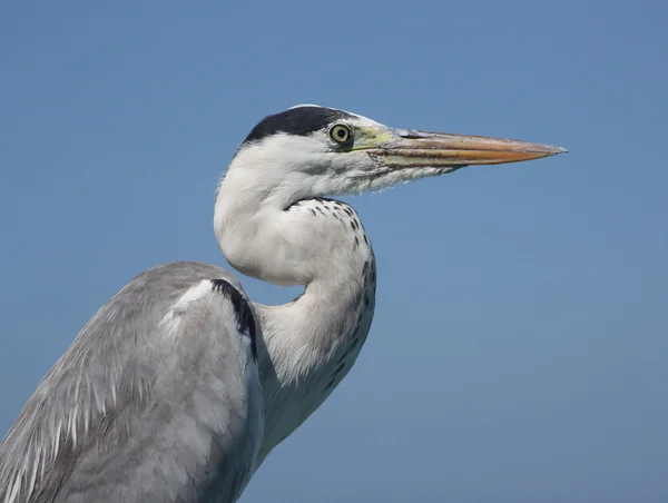 The Heron on the blue sky background, closeup. Цапля — Stock Photo, Image