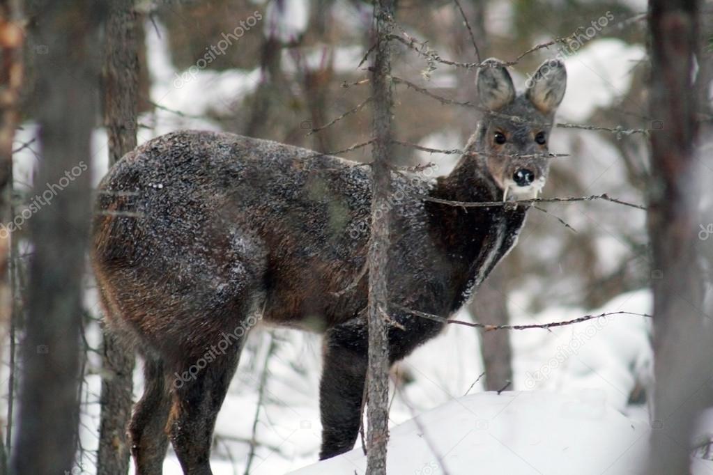 The Siberian musk deer in the forest. Small deer with large fangs, Кабарга сибирская