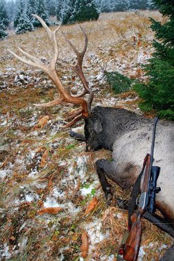 Trophy deer (Tien-Shan maral) after hunting in the autumn in the mountains, Трофей оленя