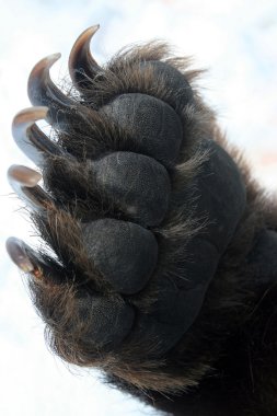 Forepaw Kamçatka ayısı, pençeleri olan bacak,