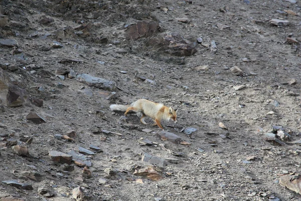 Red Fox vai para baixo em uma encosta pedregosa nas montanhas de Tien Shan, chalé, chalé — Fotografia de Stock