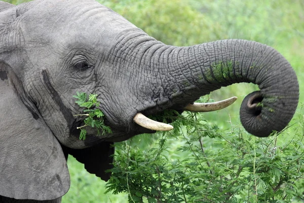 Cabeza de un joven elefante africano que se alimenta de acacia — Foto de Stock