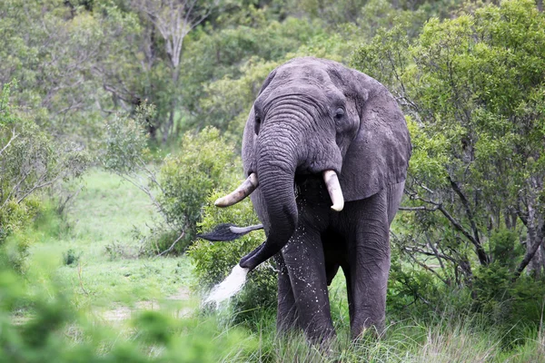 Elefante africano adulto en el abrevadero. Sudáfrica, Myanmar, Sudán —  Fotos de Stock