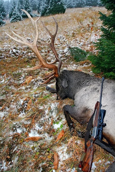 Trophy deer (Tien-Shan maral) after hunting in the autumn in the mountains, Трофей оленя — 图库照片