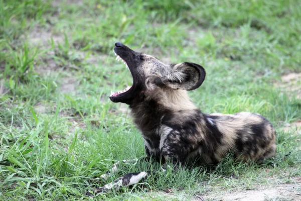 Perro salvaje africano bosteza, perro en la cama. ¡No! ¡No! ¡No! ¡No! ¡No! ¡No! —  Fotos de Stock