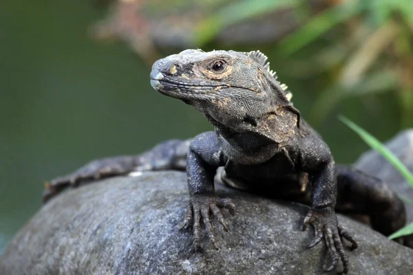 カメラを見て、コスタリカからオオトカゲ, — ストック写真