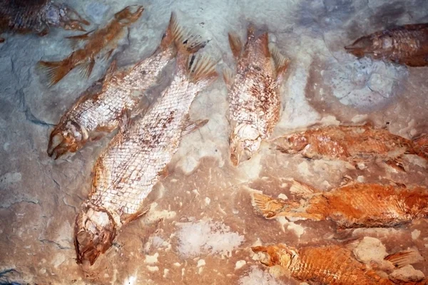 自然史博物館ケープタウンからの魚の化石 — ストック写真