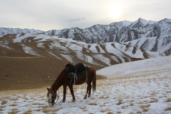 Kışın otlatma Tien Shan dağlarında Kırgız ATI — Stok fotoğraf