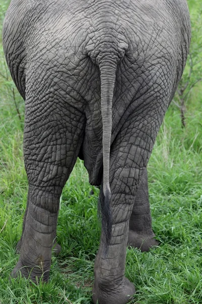 The African elephant is the tail to the camera, — Stock Photo, Image
