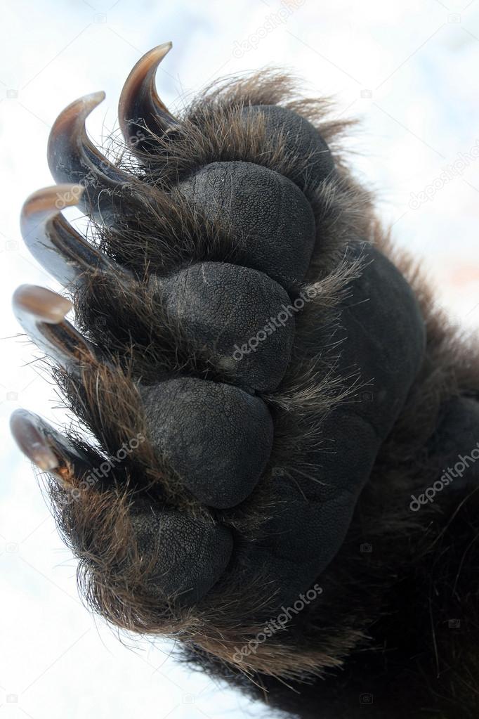 Forepaw Kamchatka bear, leg with claws,