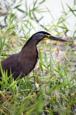 Heron su avcılık mavi