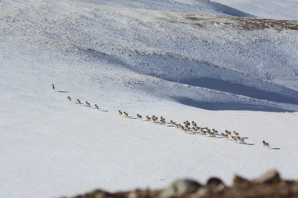 A flock of sheep (argali Marco Polo) migrates in the Tien Shan to another pasture. — Stock Photo, Image