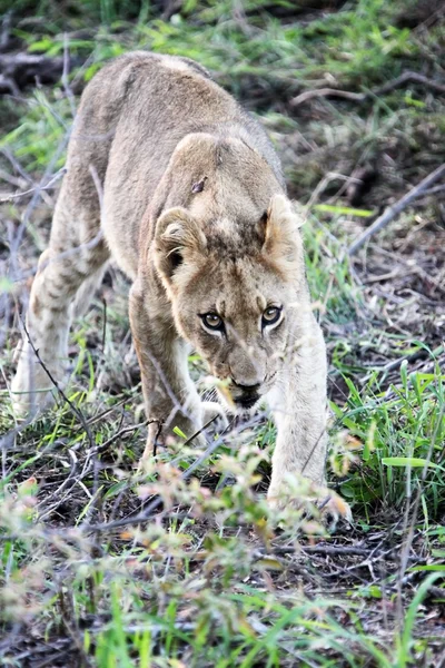 Young lion  cub steals the meat.