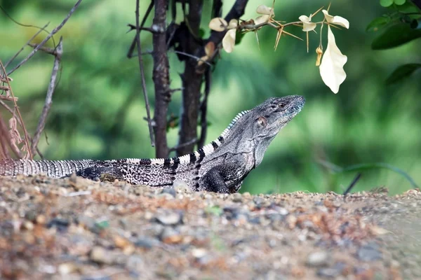 Ještěrka, monitor ještěrka, v tropických džunglích Kostariky — Stock fotografie