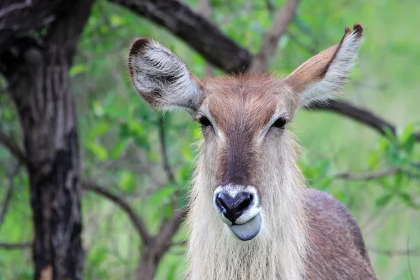 Femme, Waterbuck montre la langue bleue , — Photo