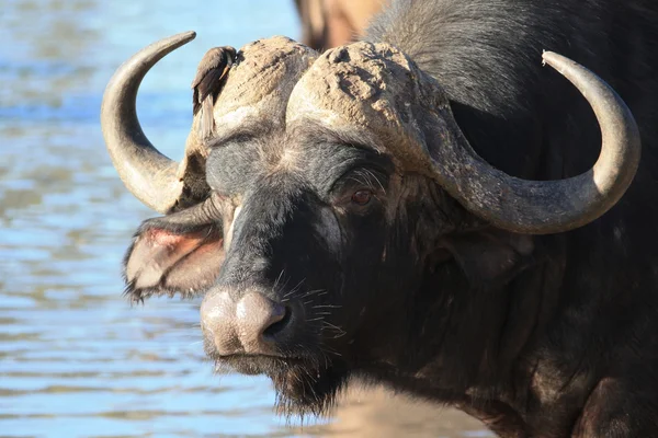 Bull, Búfalo africano con un pájaro en los cuernos en el abrevadero —  Fotos de Stock