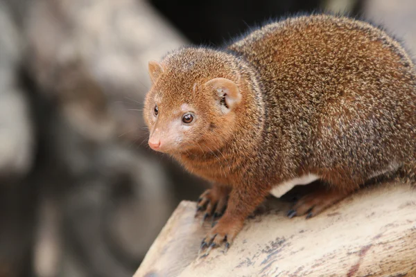 Young small mongoose sits on a failed hard wood — Stock Photo, Image