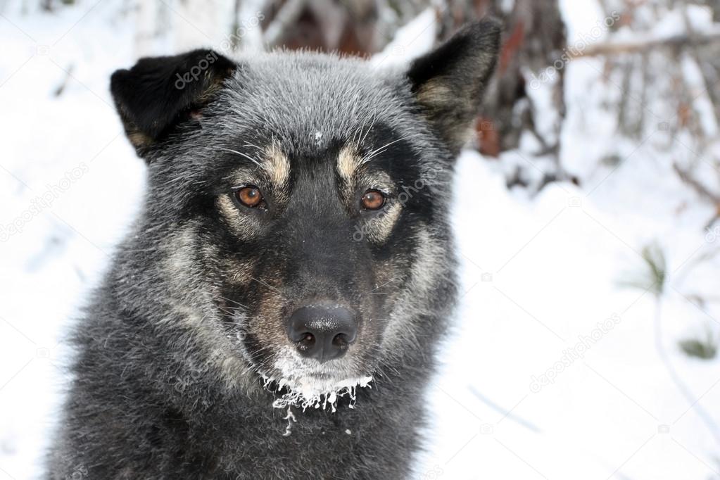 Siberian hunting dog Laika, Irkutsk region,