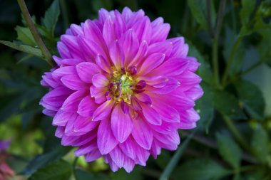 pembe dahlia çiçeklenme