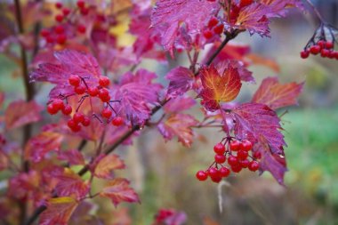 Kırmızı yaprakları ve meyveleri Bush kartopu sonbahar