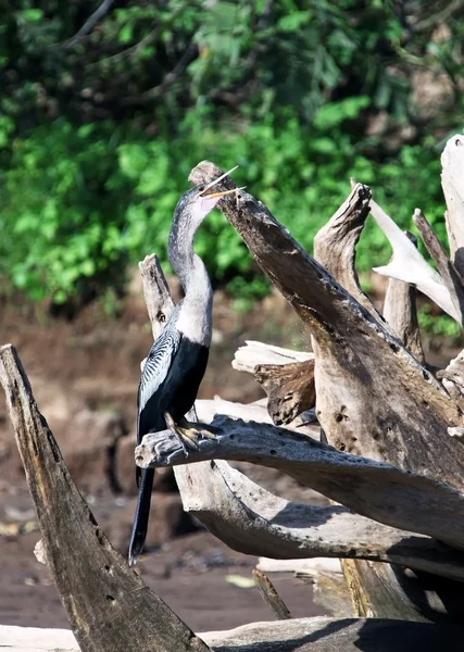 American anhinga, cormorant, pelecaniformes, water bird in Costa Rica — Stock Photo, Image