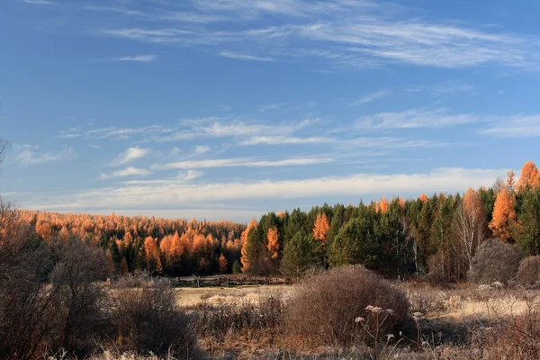 Herbst-Taiga in der Region Irkutsk, Russland. — Stockfoto