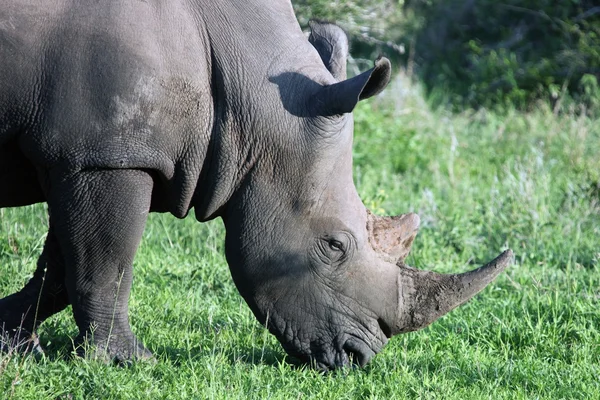 Rhino en el Parque Nacional Kruger . — Foto de Stock