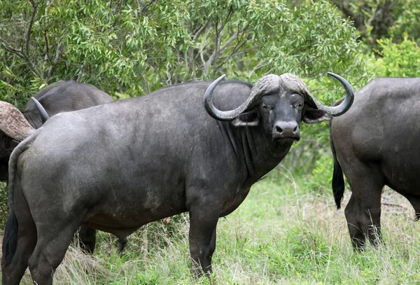 Capo Buffalo (Syncerus caffer) nel Parco Nazionale di Kruger — Foto Stock