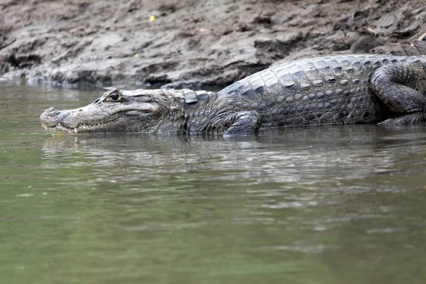 Cayman na Costa Rica. A cabeça de um crocodilo (jacaré) closeup . — Fotografia de Stock