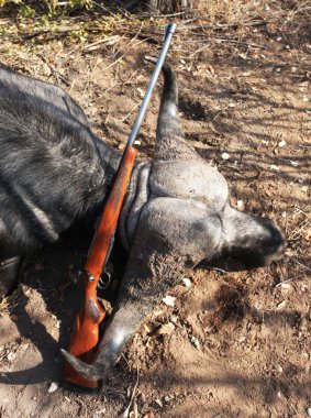 Kupa Cape Buffalo aradıktan sonra tüfekle